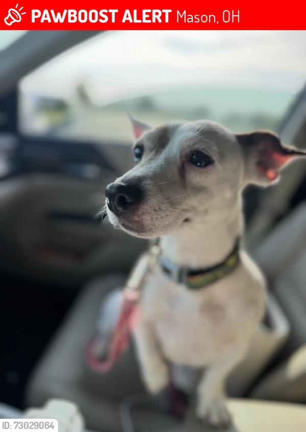 Lost Female Dog last seen Butler Warren Rd Tylersville Rd, Mason, OH 45040