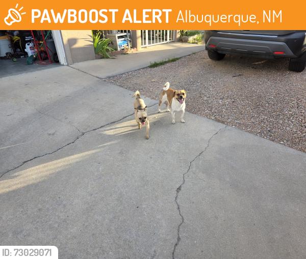 Found/Stray Unknown Dog last seen Cartagena ave, Albuquerque, NM 87121