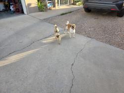 Found/Stray Unknown Dog last seen Cartagena ave, Albuquerque, NM 87121