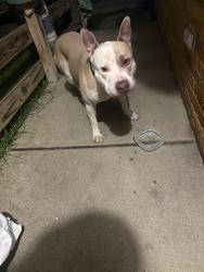 Found/Stray Unknown Dog last seen Clifton and Patmore, Toledo, OH 43607