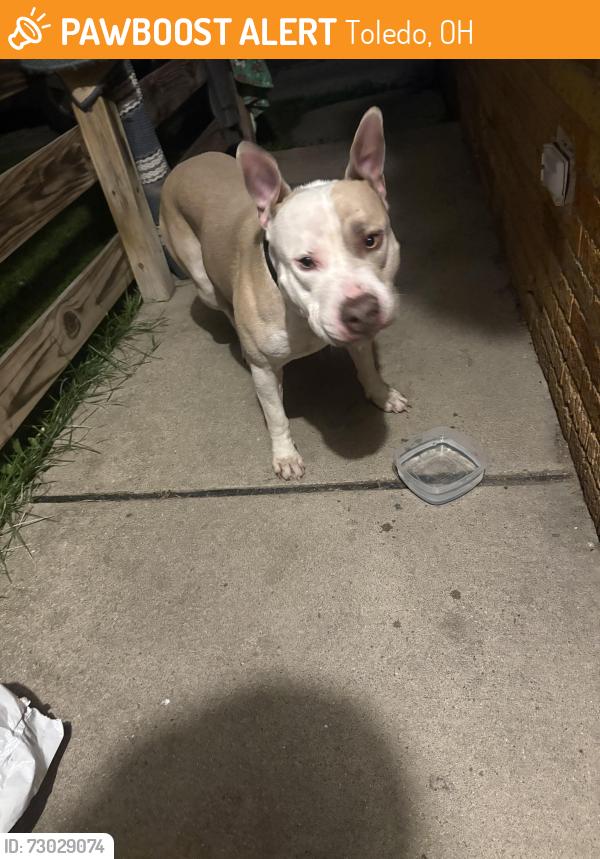 Found/Stray Unknown Dog last seen Clifton and Patmore, Toledo, OH 43607