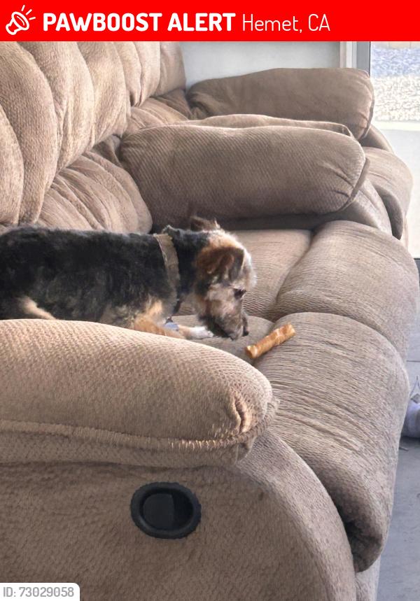 Lost Male Dog last seen Near San Mateo Circle, Hemet, CA 92543
