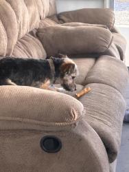 Lost Male Dog last seen Near San Mateo Circle, Hemet, CA 92543