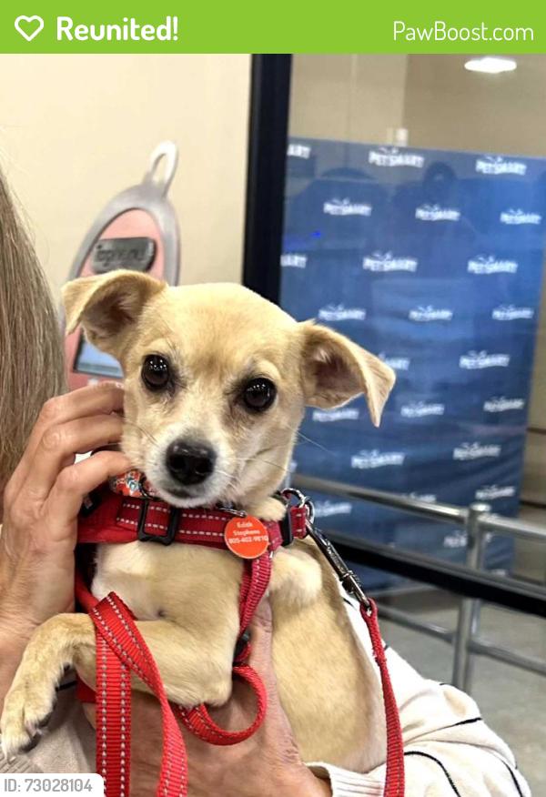 Reunited Female Dog last seen Poli St and Main St., Ventura, CA 93001