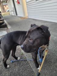 Found/Stray Female Dog last seen Taco bell, Seattle, WA 98146