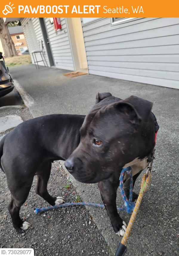 Found/Stray Female Dog last seen Taco bell, Seattle, WA 98146