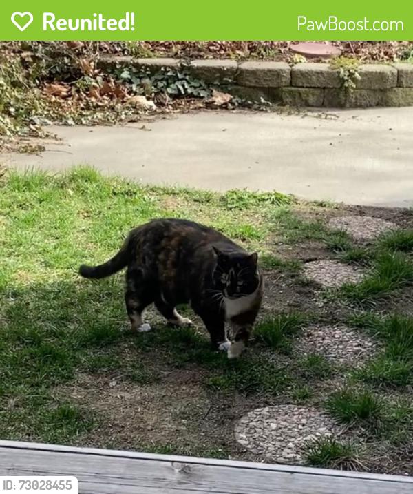 Reunited Female Cat last seen 11th, Spokane, WA 99204