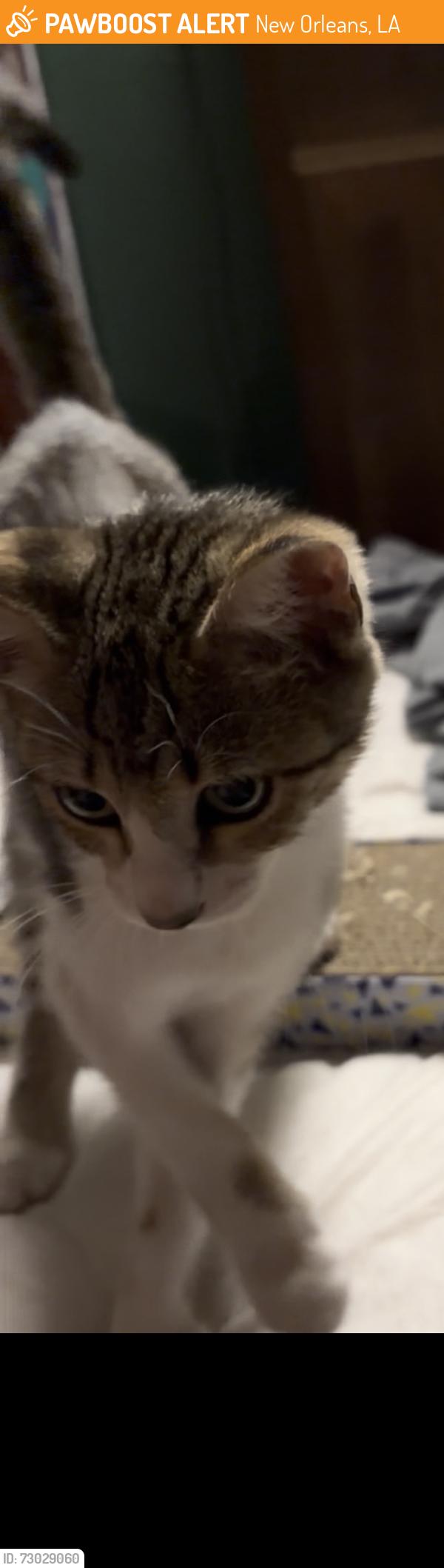 Found/Stray Unknown Cat last seen Near the police station off rampart, New Orleans, LA 70116