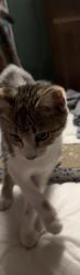 Found/Stray Unknown Cat last seen Near the police station off rampart, New Orleans, LA 70116