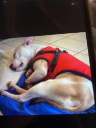Lost Female Dog last seen Hayden st, Lowell, AR 72745
