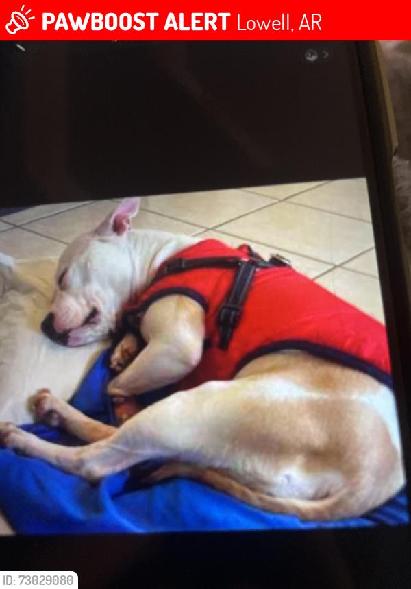Lost Female Dog last seen Hayden st, Lowell, AR 72745