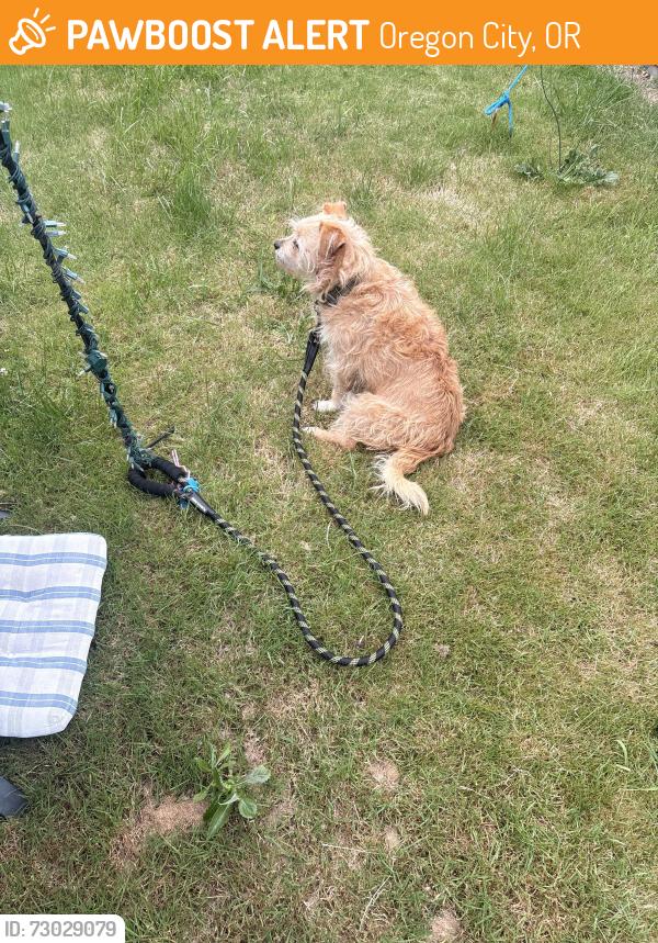 Found/Stray Unknown Dog last seen Hwy 213 Molalla Ave, Oregon City, OR 97045