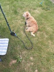 Found/Stray Unknown Dog last seen Hwy 213 Molalla Ave, Oregon City, OR 97045