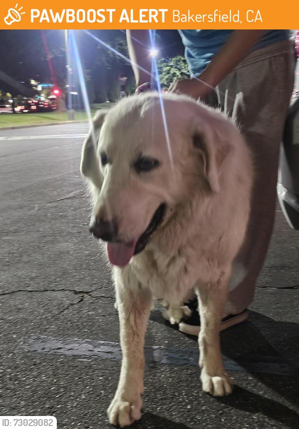 Found/Stray Unknown Dog last seen Near Oswell St #133, Bakersfield, CA 93306, Bakersfield, CA 93306
