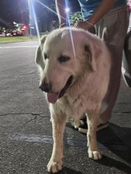 Found/Stray Unknown Dog last seen Near Oswell St #133, Bakersfield, CA 93306, Bakersfield, CA 93306