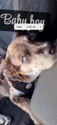 Lost Male Dog last seen Fifth ave and c street San Diego CA, San Diego, CA 92101