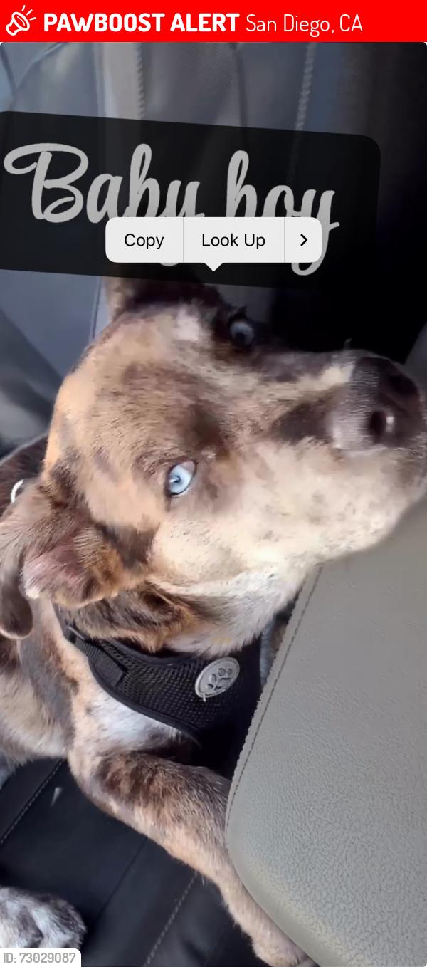 Lost Male Dog last seen Fifth ave and c street San Diego CA, San Diego, CA 92101