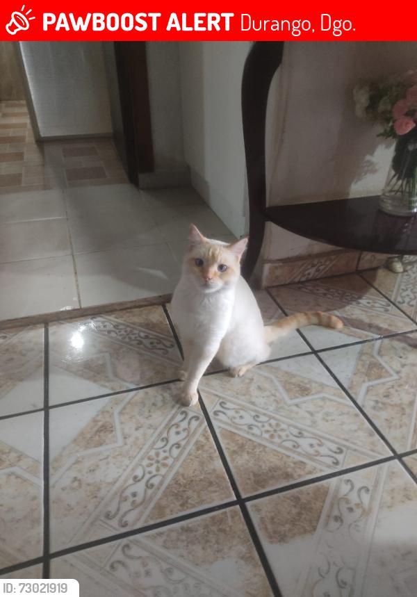 Lost Male Cat last seen Bulevard Jose Maria Patoni #415 col. Carlos Luna, cerca de la deportiva Carlos Luna, Durango, Dgo. 