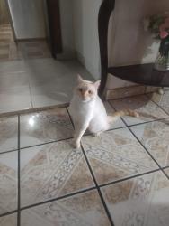 Lost Male Cat last seen Bulevard Jose Maria Patoni #415 col. Carlos Luna, cerca de la deportiva Carlos Luna, Durango, Dgo. 