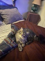 Lost Male Cat last seen Pearson way and East River Rd , Minneapolis, MN 55432