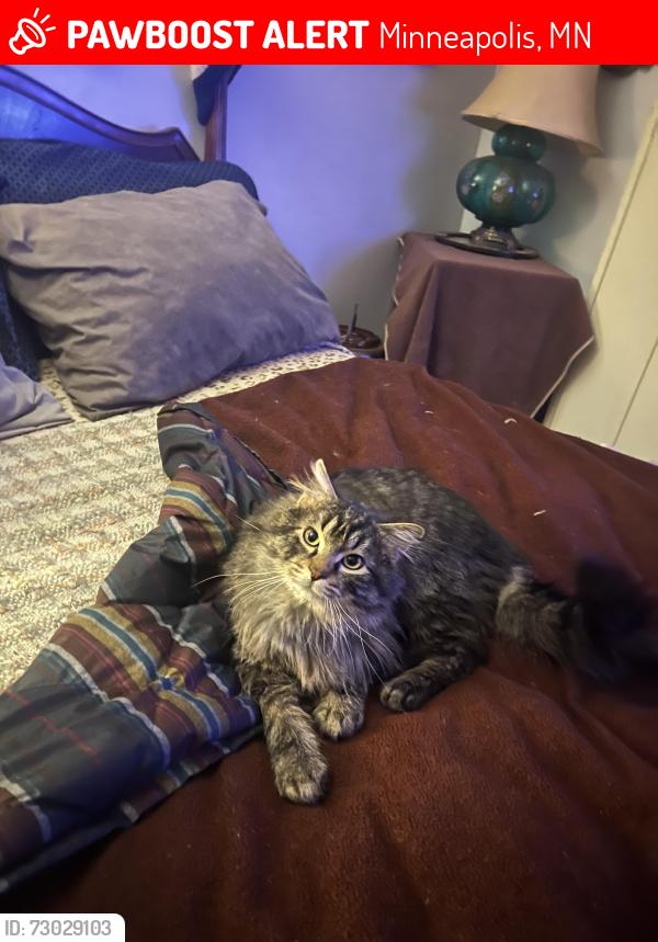 Lost Male Cat last seen Pearson way and East River Rd , Minneapolis, MN 55432