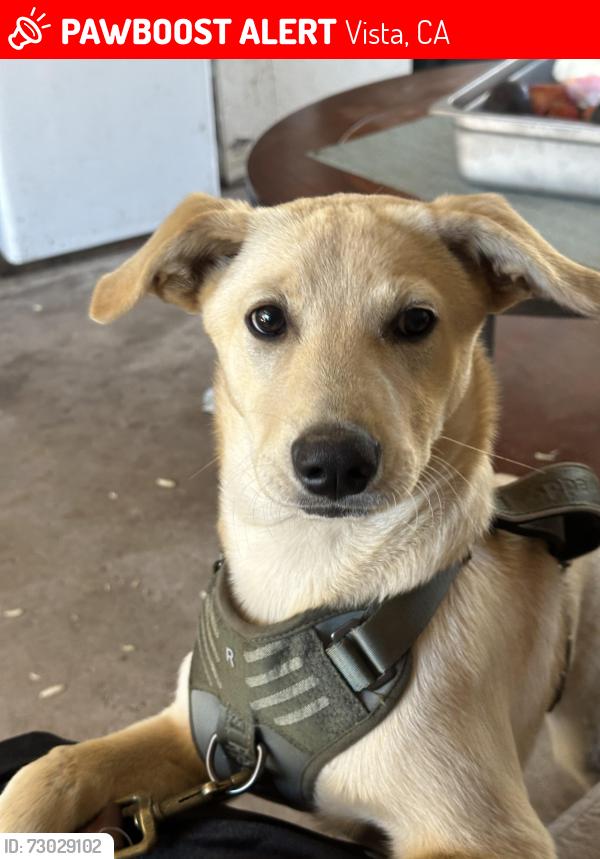 Lost Male Dog last seen Civic center dr, Vista, CA 92085