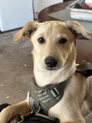 Lost Male Dog last seen Civic center dr, Vista, CA 92085