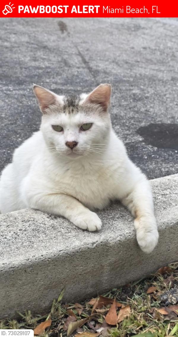 Lost Male Cat last seen Washington Avenue and 15 street, Miami Beach , Miami Beach, FL 33139