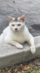 Lost Male Cat last seen Washington Avenue and 15 street, Miami Beach , Miami Beach, FL 33139