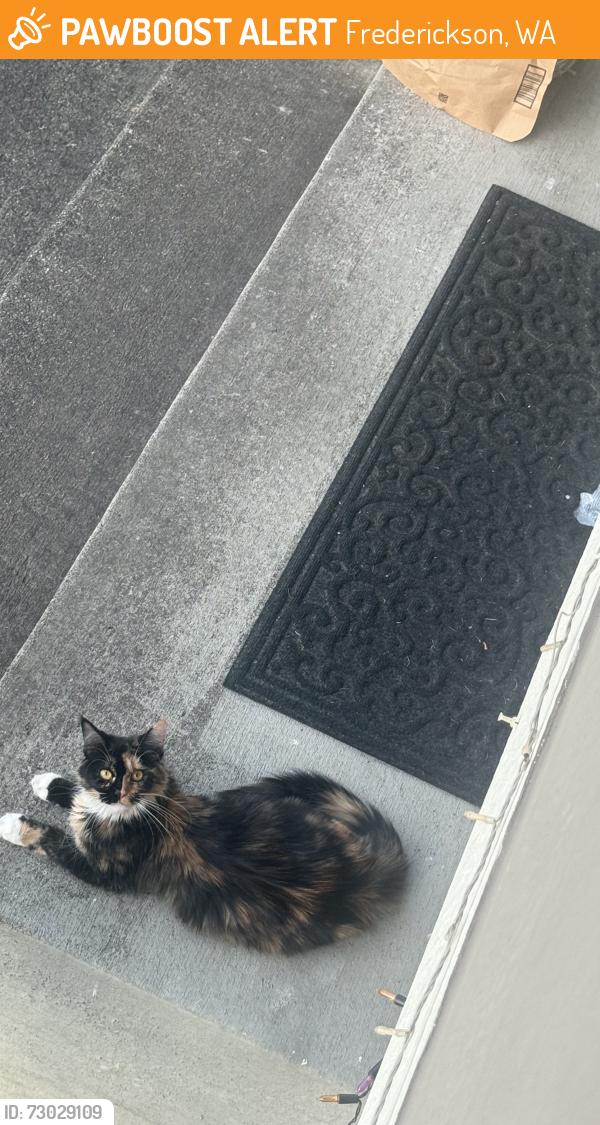 Found/Stray Female Cat last seen 172nd street east Puyallup 99374, Frederickson, WA 98375