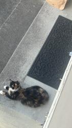 Found/Stray Female Cat last seen 172nd street east Puyallup 99374, Frederickson, WA 98375
