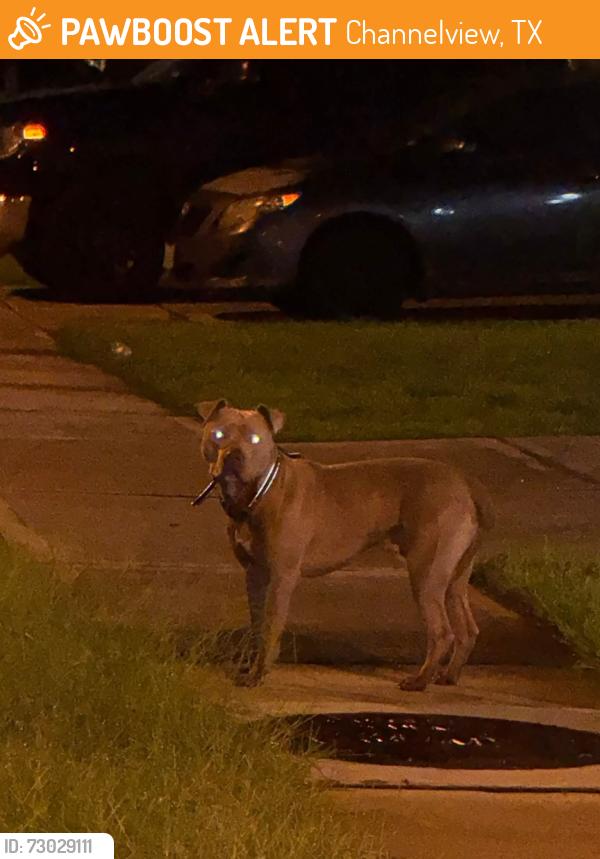 Found/Stray Unknown Dog last seen Rancho verde channelview 77530, Channelview, TX 77530