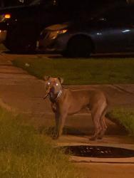 Found/Stray Unknown Dog last seen Rancho verde channelview 77530, Channelview, TX 77530