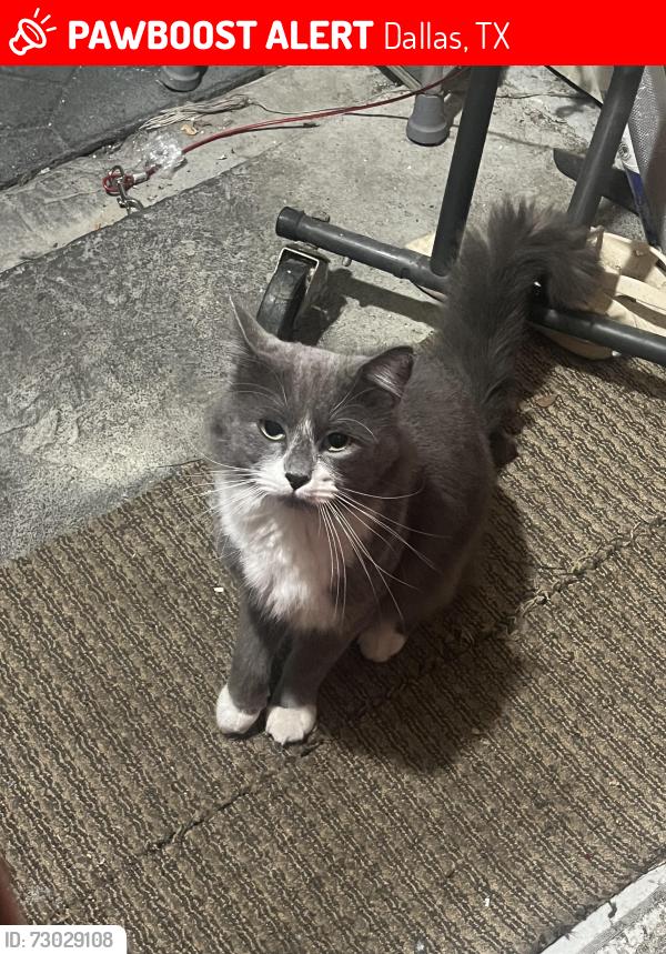 Lost Male Cat last seen audelia, Dallas, TX 75243
