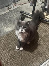 Lost Male Cat last seen audelia, Dallas, TX 75243