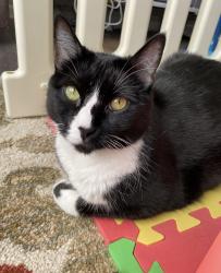 Reunited Female Cat last seen Near 110th and Georgia , Kansas City, KS 66109