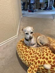 Lost Female Dog last seen Avery Ranch, Austin, TX 78717