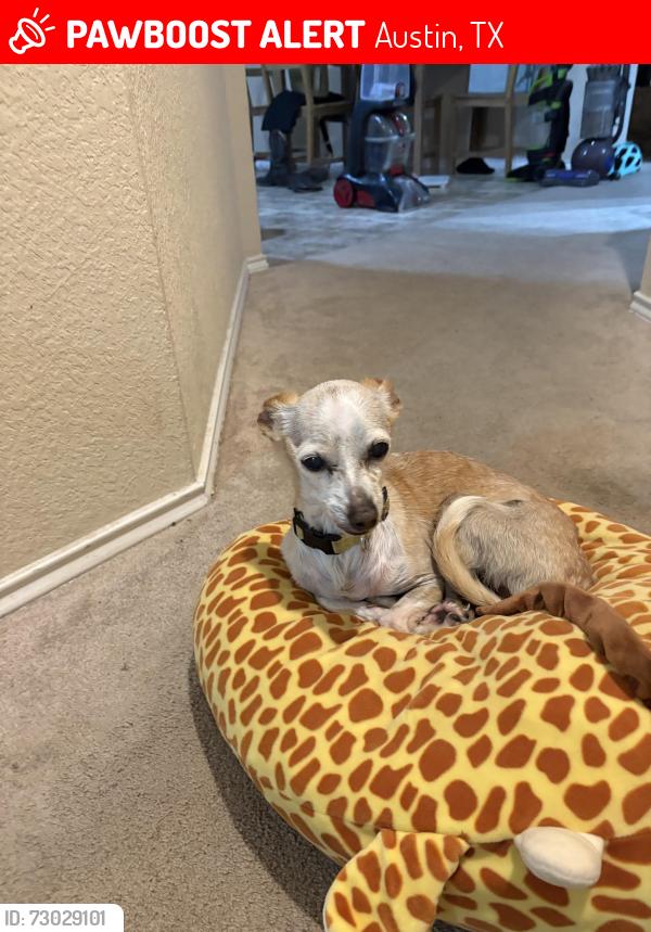 Lost Female Dog last seen Avery Ranch, Austin, TX 78717