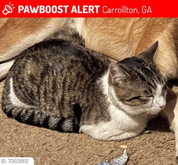 Lost Male Cat last seen Old Airport Rd, Carrollton, GA 30116