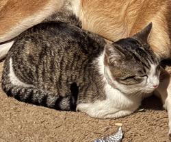 Lost Male Cat last seen Old Airport Rd, Carrollton, GA 30116