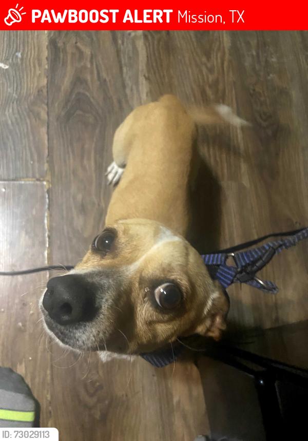 Lost Male Dog last seen Sharyland, Mission, TX 78574