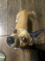 Lost Male Dog last seen Sharyland, Mission, TX 78574