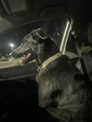 Found/Stray Unknown Dog last seen N Donna and E Lone Mountain RD, North Las Vegas, NV 89081