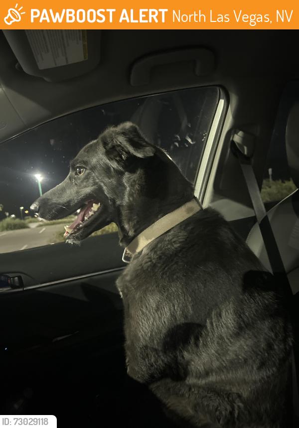 Found/Stray Unknown Dog last seen N Donna and E Lone Mountain RD, North Las Vegas, NV 89081