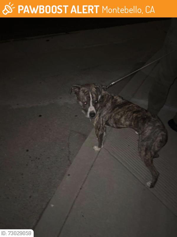 Found/Stray Male Dog last seen via Lucia and hay, Montebello, CA 90640