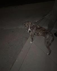 Found/Stray Male Dog last seen via Lucia and hay, Montebello, CA 90640