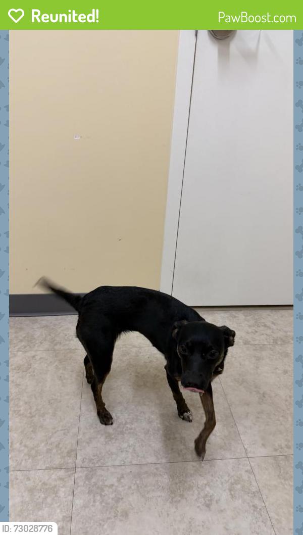 Reunited Female Dog last seen andes drive fairfax va, Fairfax, VA 22030