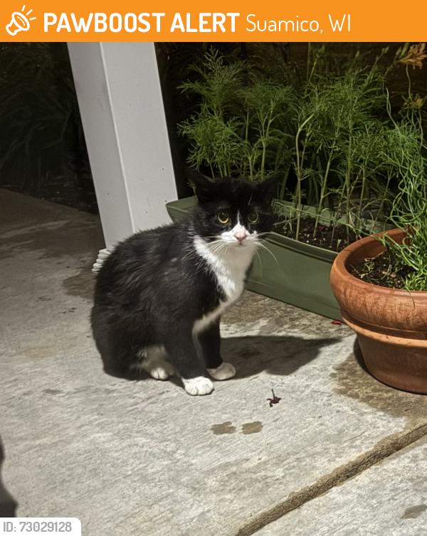 Found/Stray Unknown Cat last seen Near Bay Port, Suamico, WI 54313