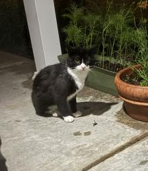 Found/Stray Unknown Cat last seen Near Bay Port, Suamico, WI 54313