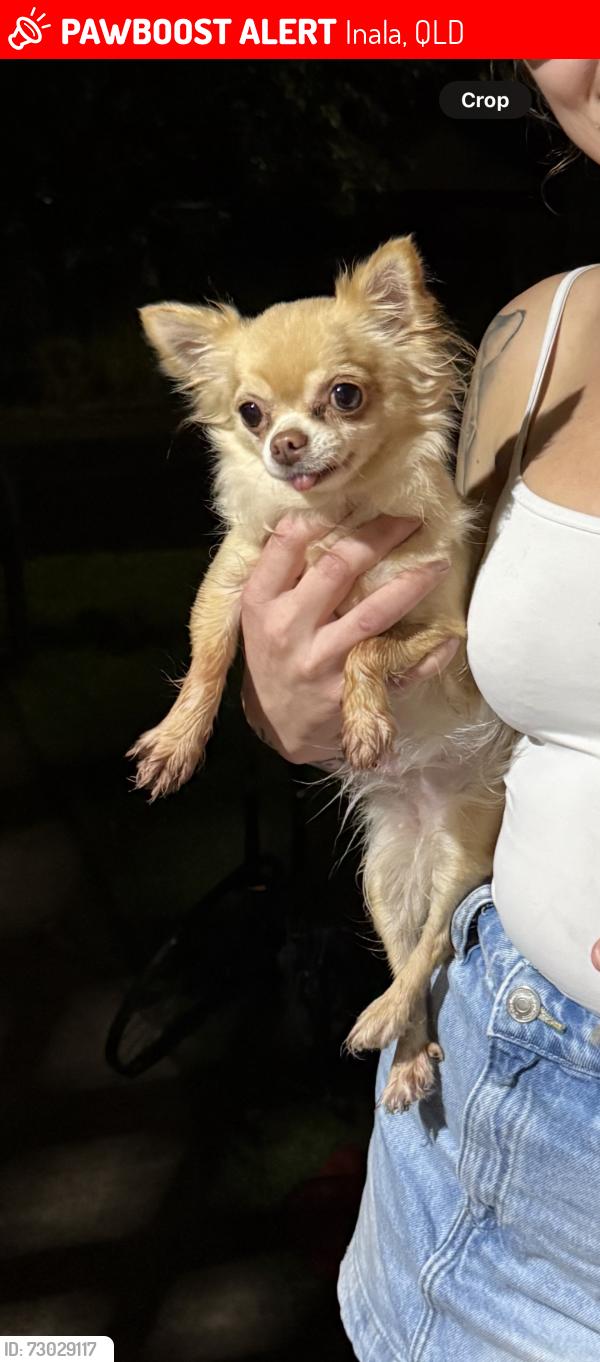 Lost Female Dog last seen Middle of Corsair av, running towards centerlink, Inala, QLD 4077